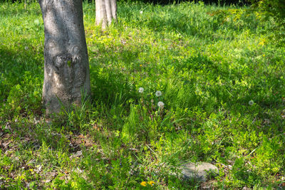 Grass in a field