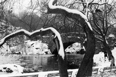 Sculpture on snow covered tree