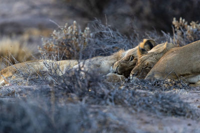 A group of young desert lions is lying in the sand at sunset