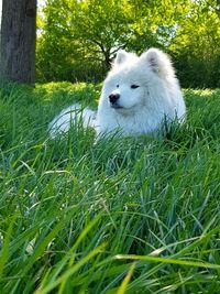 White dog on field