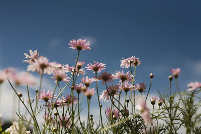 Close-up of pink flowering plants against sky