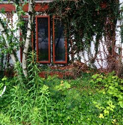 Plants growing in house