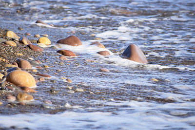 Close-up of crab on shore