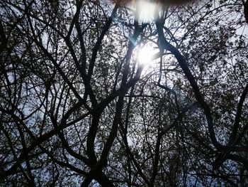 Low angle view of sunlight streaming through trees