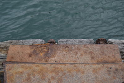 High angle view of lizard on pier