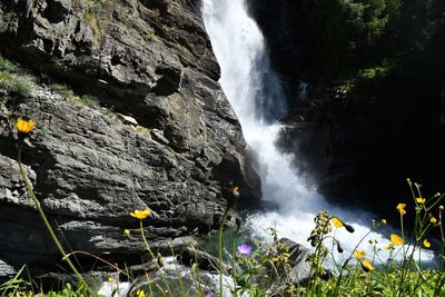 Waterfall and wild flowers in italian alps, lillaz, aosta