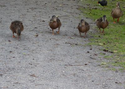 Flock of birds