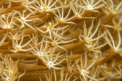 macro photography