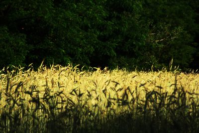 Plants growing on field