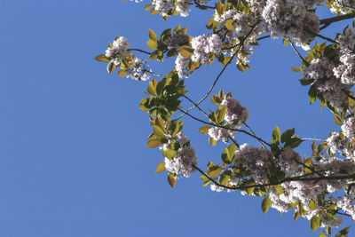 Low angle view of cherry blossoms against clear blue sky