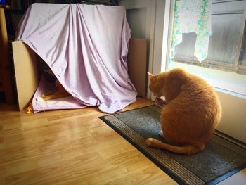 Cat sitting by window