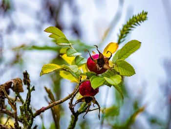 Close-up of red berries on tree branch