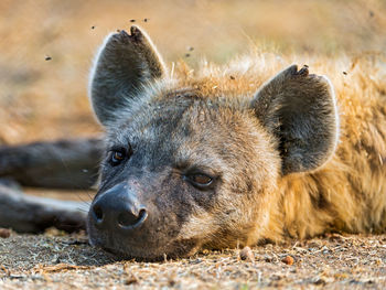 African black spotted hyena