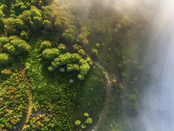 Aerial view of green landscape