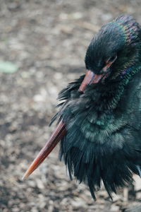 High angle view of bird on field