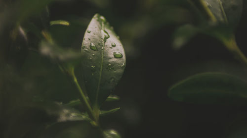 Close-up of water drops on leaf