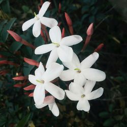 Close-up of white flowers