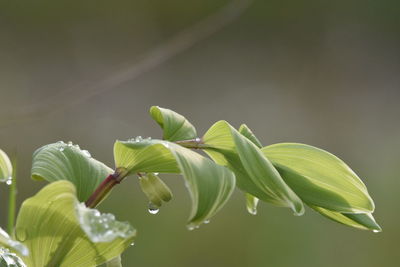 Close-up of green leaves on plant