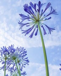 Low angle view of flowers blooming against clear sky