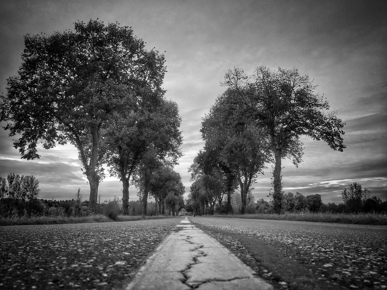 ROAD AMIDST TREES DURING AUTUMN