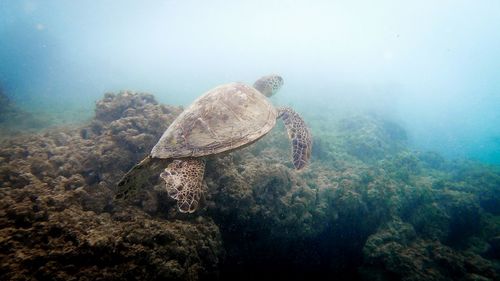 Turtle swimming in hawaii