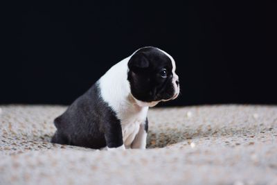 Close-up of a dog over black background