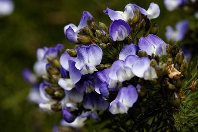 Close-up of purple flowering plants