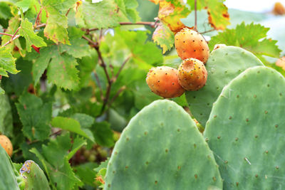 Close-up of cactus growing on tree