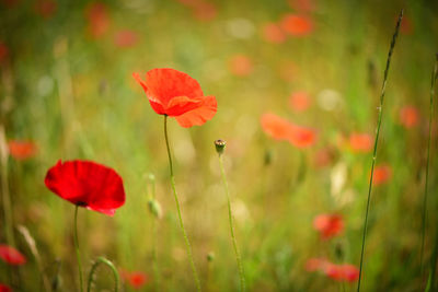 Close-up of red poppy flower on field