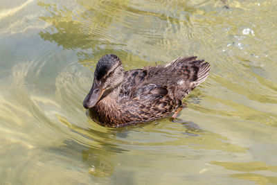 High angle view of duck swimming in lake