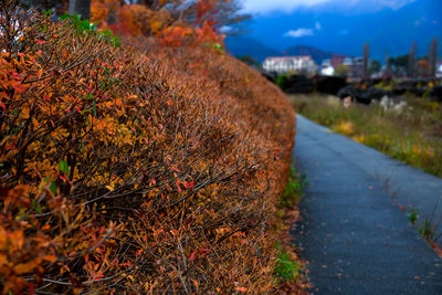 Close-up of autumn leaves on road in city