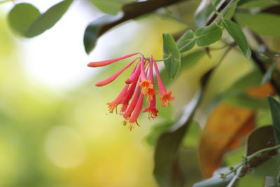 Close-up of pink flowering plant