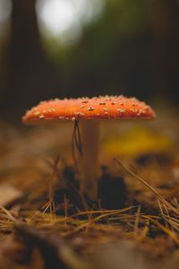 Close-up of mushroom growing on field