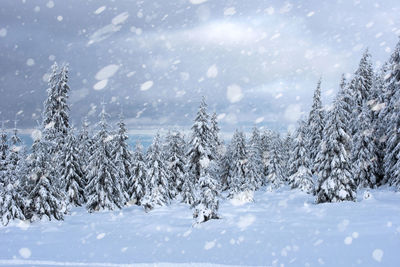 Snow covered pine trees in forest during snowfall