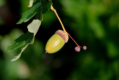 Close-up of single acorn on tree