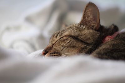 Close-up of cat relaxing on floor