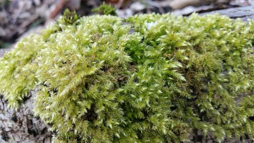 Close-up of green leaves