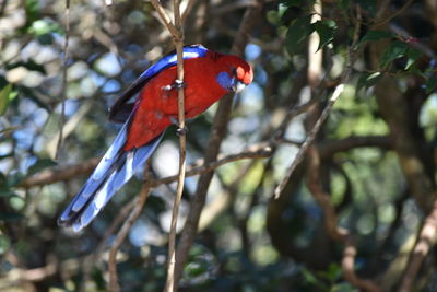 Close-up of bird perching on branch