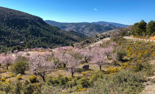 Scenic view of landscape against clear sky