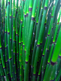 Full frame shot of bamboo plants