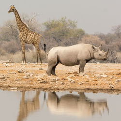 Reflection of rhinoceros and giraffe on lake