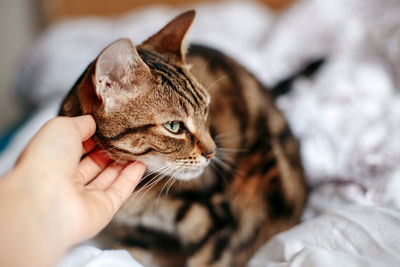 Cropped image of hand holding cat on bed