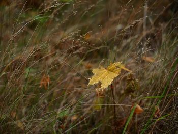 Close-up of yellow leaf growing on grassy field