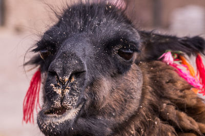 Close-up of a horse