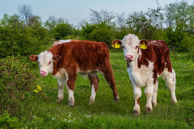 Cows standing on field against sky