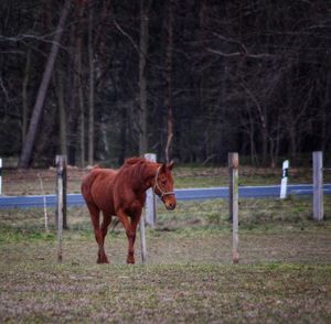 Horse standing in a field