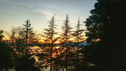 Silhouette of trees against sky at sunset