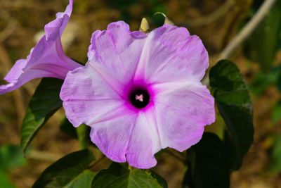 Close-up of purple flower blooming outdoors