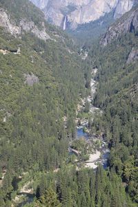 Scenic view of river in forest
