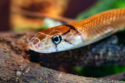 Indonesian jewelry snake or coelognathus subradiatus. 